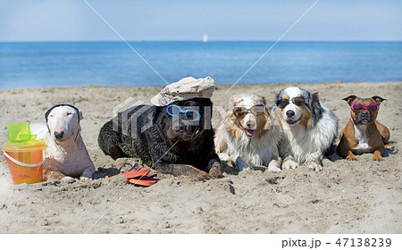dogs on beach dogs on beach 47138239
