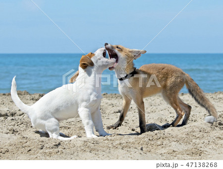 fox and dog on beach 47138268