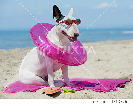 bull terrier on beach bull terrier on beach 47138269