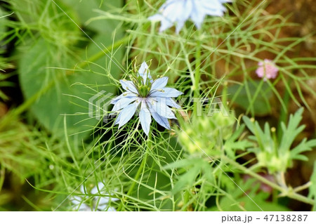 三鷹中原に咲く青いニゲラの花 三鷹中原に咲く青いニゲラの花 47138287