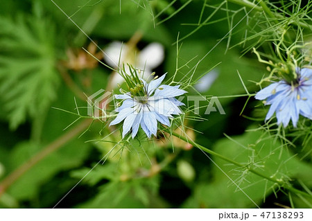 三鷹中原に咲く青いニゲラの花 47138293