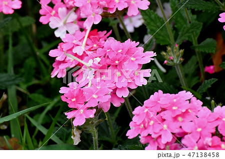 三鷹中原に咲くピンクのバーベナ 三鷹中原に咲くピンクのバーベナ 47138458