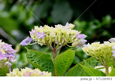 三鷹中原に咲くアジサイ 47138463