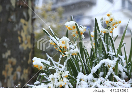 雪中花 雪をかぶった水仙の写真素材 [47138592] - PIXTA