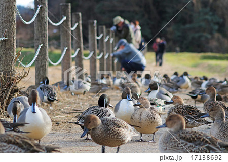 我が物顔で歩くオナガガモの群れ【冬の田尻池】 47138692