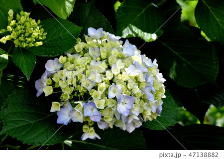 三鷹中原に咲くアジサイ 47138882