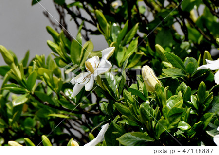 三鷹中原に咲くクチナシの花 三鷹中原に咲くクチナシの花 47138887