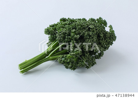 【切抜パス付】パセリ 47138944