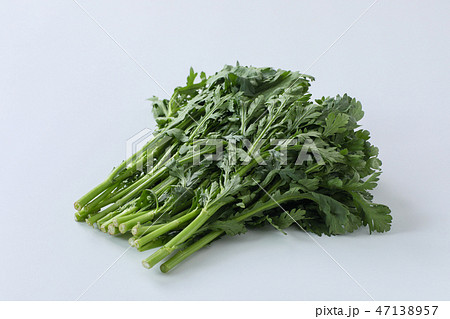 【切抜パス付】春菊 47138957