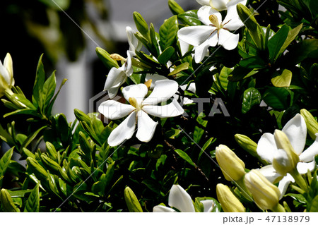 三鷹中原に咲く白いクチナシの花 三鷹中原に咲く白いクチナシの花 47138979