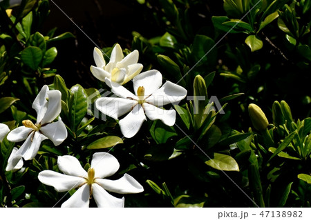 三鷹中原に咲く白いクチナシの花 47138982