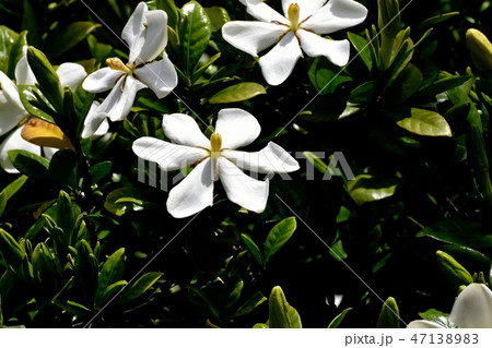 三鷹中原に咲く白いクチナシの花 三鷹中原に咲く白いクチナシの花 47138983