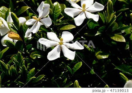 三鷹中原に咲く白いクチナシの花 三鷹中原に咲く白いクチナシの花 47139013