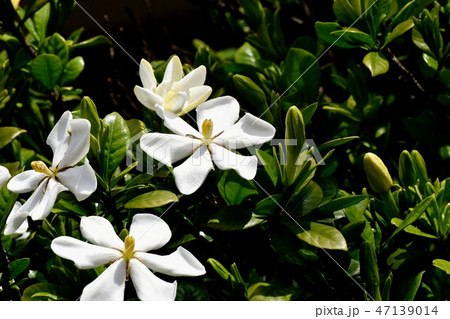 三鷹中原に咲く白いクチナシの花 47139014