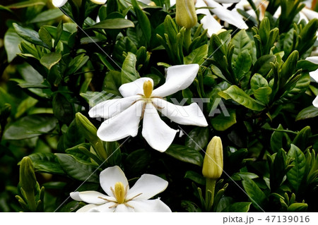 三鷹中原に咲く白いクチナシの花 三鷹中原に咲く白いクチナシの花 47139016