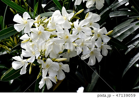 三鷹中原に咲く白いキョウチクトウ 三鷹中原に咲く白いキョウチクトウ 47139059