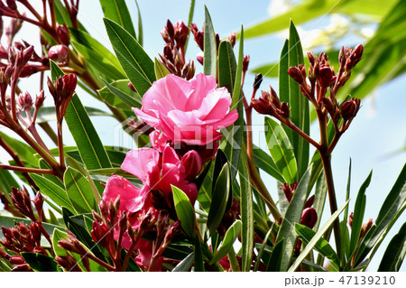 三鷹中原に咲くピンクのキョウチクトウ 三鷹中原に咲くピンクのキョウチクトウ 47139210