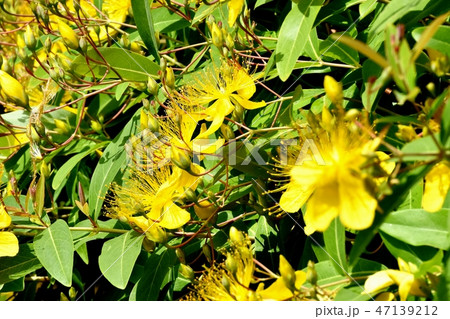 三鷹中原に咲く黄色いビヨウヤナギ 三鷹中原に咲く黄色いビヨウヤナギ 47139212