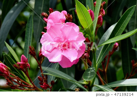 三鷹中原に咲くピンクのキョウチクトウ 三鷹中原に咲くピンクのキョウチクトウ 47139214