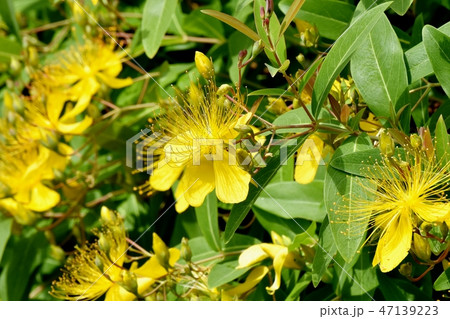 三鷹中原に咲く黄色いビヨウヤナギ 三鷹中原に咲く黄色いビヨウヤナギ 47139223