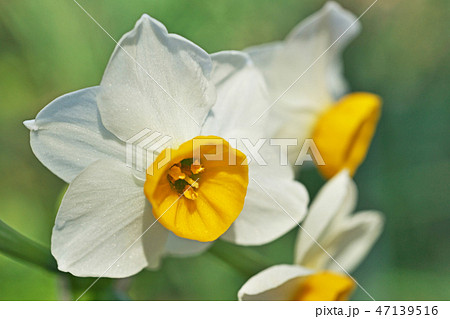 ニホンズイセンの白い花 ニホンズイセンの白い花 47139516