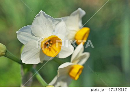 ニホンズイセンの白い花 ニホンズイセンの白い花 47139517