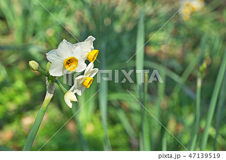 ニホンズイセンの白い花 ニホンズイセンの白い花 47139519