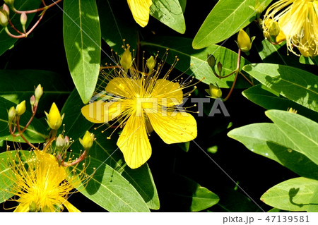 三鷹中原に咲く黄色いビヨウヤナギ 三鷹中原に咲く黄色いビヨウヤナギ 47139581