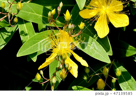 三鷹中原に咲く黄色いビヨウヤナギ 三鷹中原に咲く黄色いビヨウヤナギ 47139585
