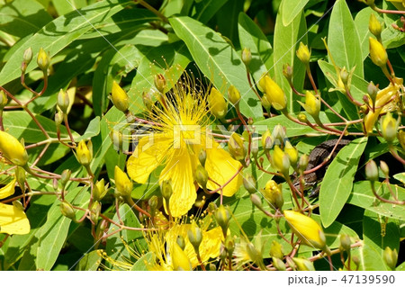 三鷹中原に咲く黄色いビヨウヤナギ 三鷹中原に咲く黄色いビヨウヤナギ 47139590