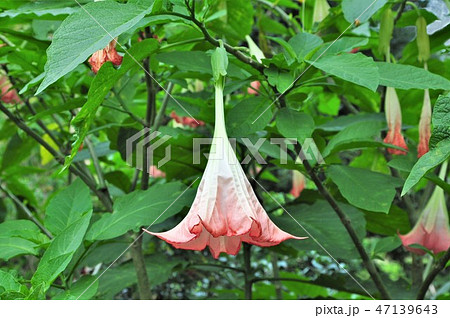 エンジェルトランペット エンジェルトランペット 47139643