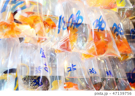 香港の金魚街 香港の金魚街 47139756