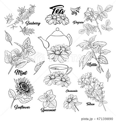 Tea Herbs Monochrome Engraving Set のイラスト素材