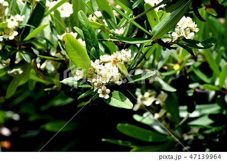 三鷹中原に咲くシャリンバイの花 47139964