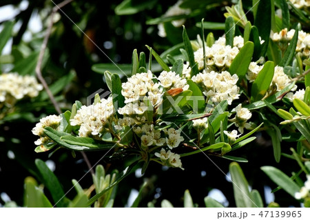 三鷹中原に咲くシャリンバイの花 三鷹中原に咲くシャリンバイの花 47139965