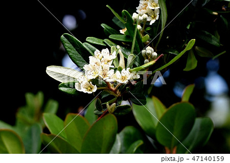 三鷹中原に咲くシャリンバイの花 47140159