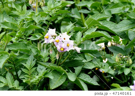 三鷹中原に咲くジャガイモの花 三鷹中原に咲くジャガイモの花 47140161