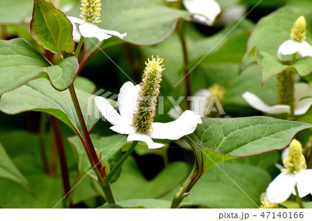 三鷹中原に咲くドクダミの花 三鷹中原に咲くドクダミの花 47140166