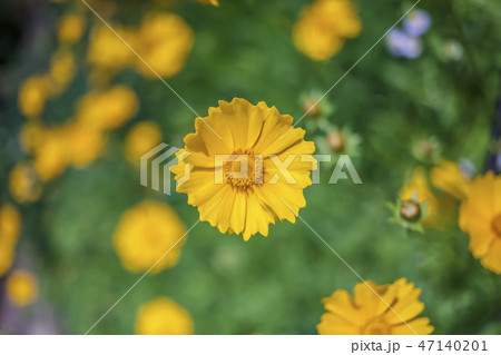 植物 花 クローズアップ 47140201