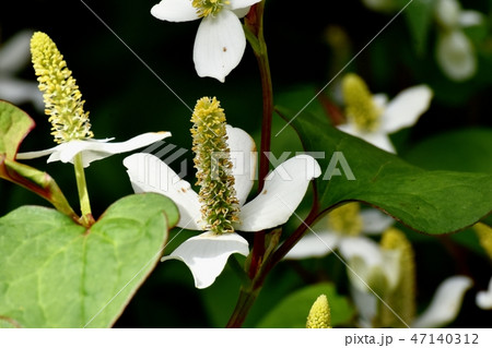 三鷹中原に咲くドクダミの花 47140312