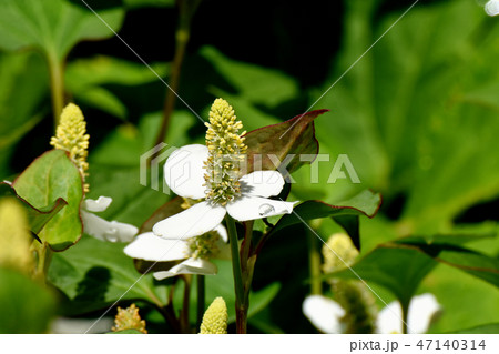 三鷹中原に咲くドクダミの花 47140314