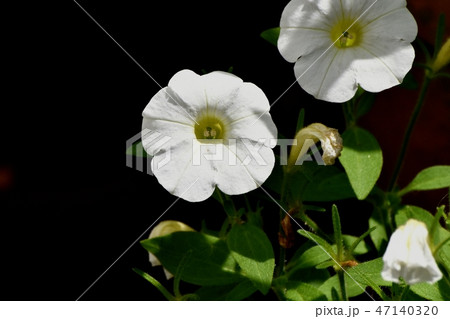 三鷹中原に咲く白いペチュニア 47140320