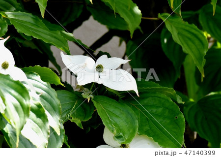 三鷹中原に咲く白いヤマボウシの花 三鷹中原に咲く白いヤマボウシの花 47140399