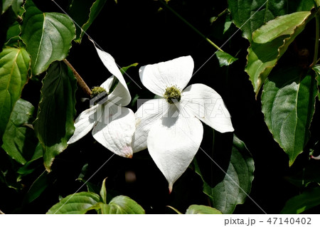 三鷹中原に咲く白いヤマボウシの花 三鷹中原に咲く白いヤマボウシの花 47140402