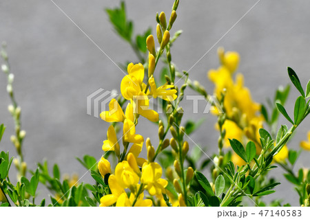 三鷹中原に咲く黄色いエニシダ（ヒメエニシダ）の花 47140583