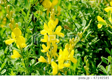 三鷹中原に咲く黄色いエニシダ（ヒメエニシダ）の花 47140585