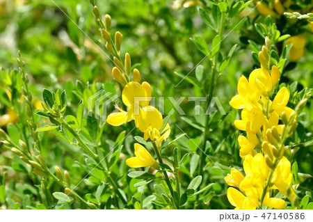 三鷹中原に咲く黄色いエニシダ（ヒメエニシダ）の花 47140586