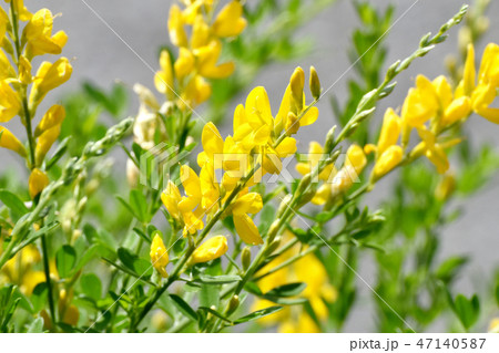 三鷹中原に咲く黄色いエニシダ(ヒメエニシダ)の花 三鷹中原に咲く黄色いエニシダ(ヒメエニシダ)の花 47140587