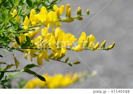 三鷹中原に咲く黄色いエニシダ(ヒメエニシダ)の花 三鷹中原に咲く黄色いエニシダ(ヒメエニシダ)の花 47140588
