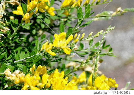 三鷹中原に咲く黄色いエニシダ（ヒメエニシダ）の花 47140605